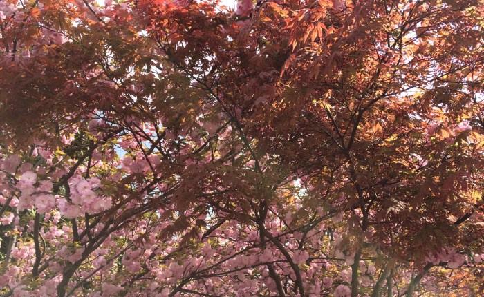 Shanghai Spring, China&nbsp;Chun